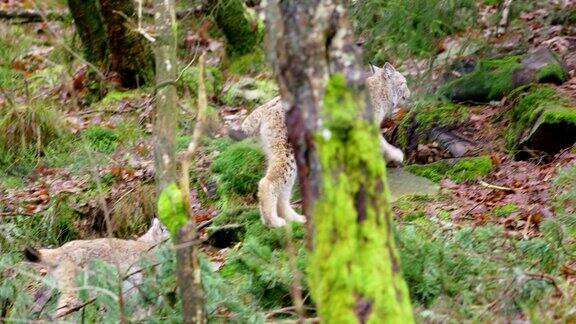 两只顽皮的小山猫在森林里奔跑
