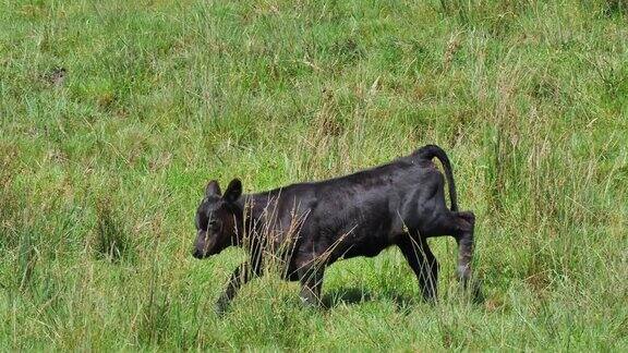 黑色的小牛走在草地上