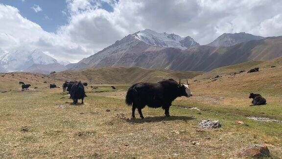 吉尔吉斯斯坦令人惊叹的自然风光一群黑牦牛在帕米尔高原的青山上吃草