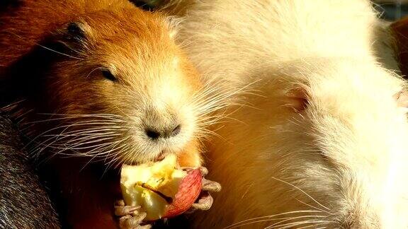 海狸鼠家族吃苹果
