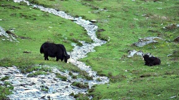 中国四川省四姑娘山国家公园海子谷四姑娘山景区的两头黑牦牛
