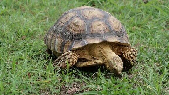 在自然界吃草的龟