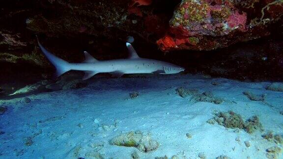 亚洲印度洋马尔代夫在珊瑚洞中游泳的年轻白鳍鲨