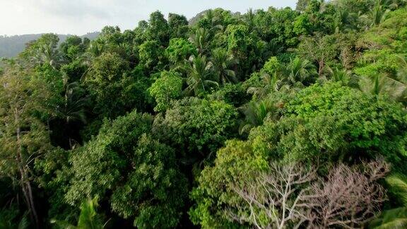 泰国苏梅岛的热带森林景观