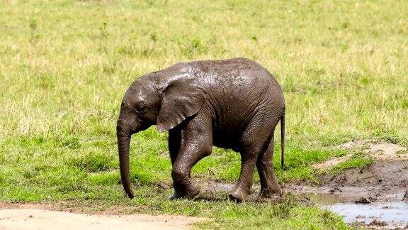 在马赛马拉国家保护区小象在泥里玩耍