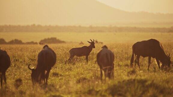 日出时的非洲野生动物在肯尼亚大草原马赛马拉美丽的橙色黄金时间日落中许多非洲野生动物与托皮和角马一起迁徙