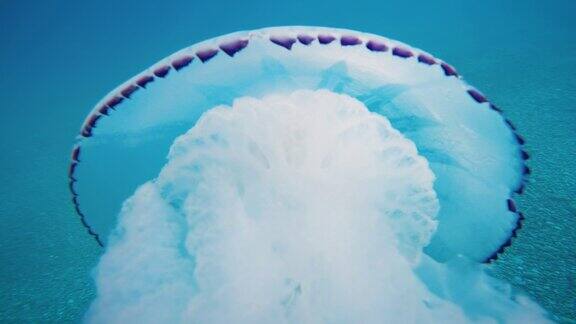 水母海肺型游泳在蓝色的海洋