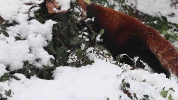 跟随小熊猫(Ailurusfulgens)在冬天的雪地里散步