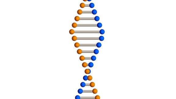 DNA或脱氧核糖核酸分子与复制空间动画在蓝色背景