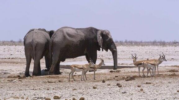 非洲纳米比亚Etosha国家公园水中的大象和跳羚