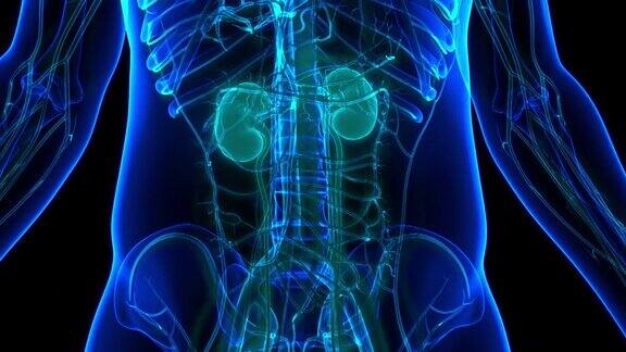 人体泌尿系统肾脏与膀胱解剖动画概念