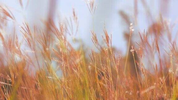 慢动作风吹草在浅太阳早晨草地它绿色美丽的草原在自然的乡村阳光透过阳光使风景明亮美丽