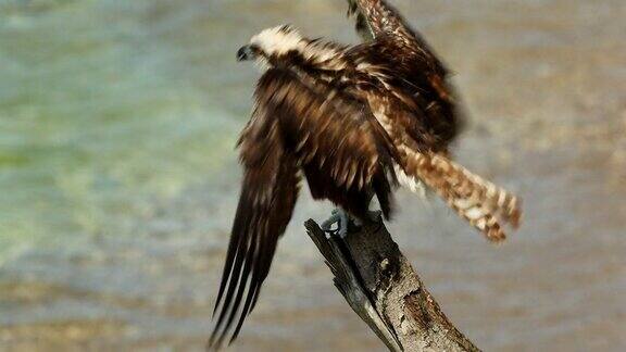 加勒比库拉索岛的野生动物和鱼鹰