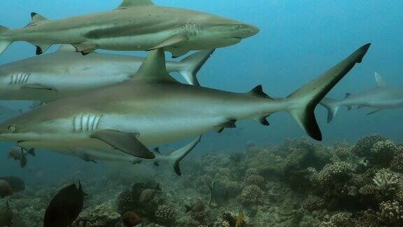 太平洋里美丽的鲨鱼水下生活与灰色鲨鱼游泳附近的珊瑚礁在海里在清澈的水中跳水-4K
