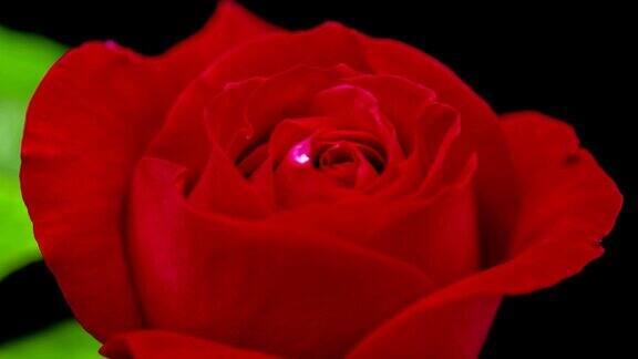 红玫瑰花的生长时间