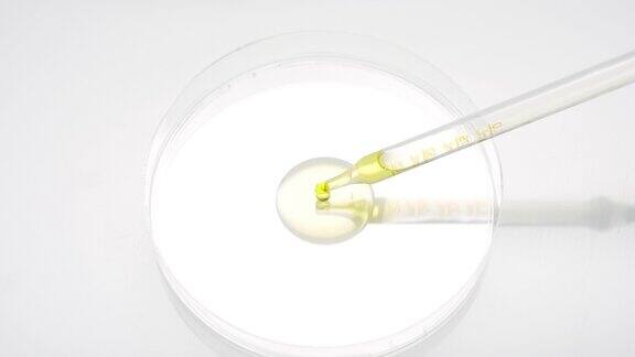 黄色液体从化学滴管滴入培养皿