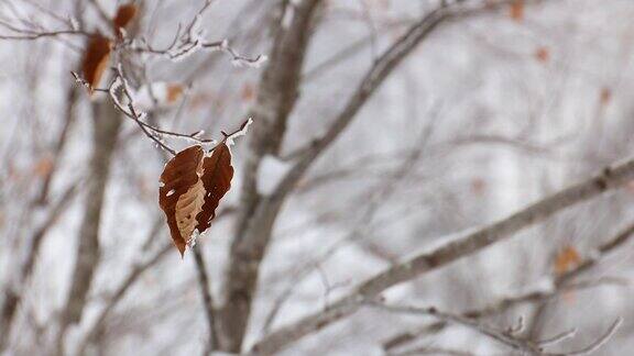 结霜的森林树枝冬天的雪景浅的田野上的枯叶