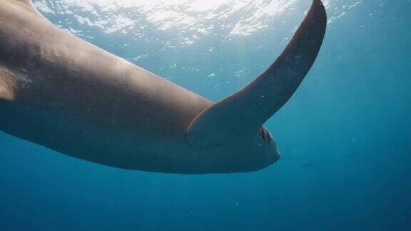 护士鲨护士鲨(Ginglymostomacirratum)在热带海域的相机旁游来游去