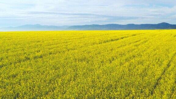 这是一幅为油菜籽作物种植的黄色油菜或油菜籽花的空中全景图