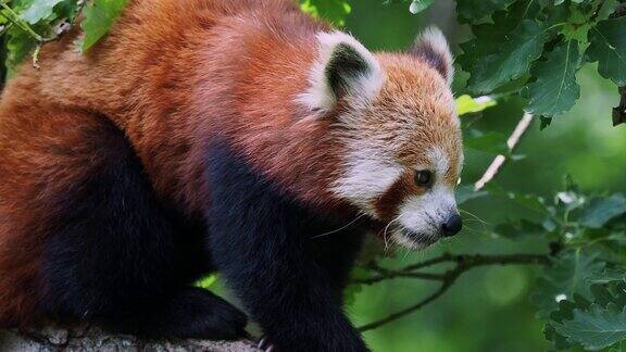 小熊猫在树上可爱的熊猫熊在森林栖息地Ailurusfulgens