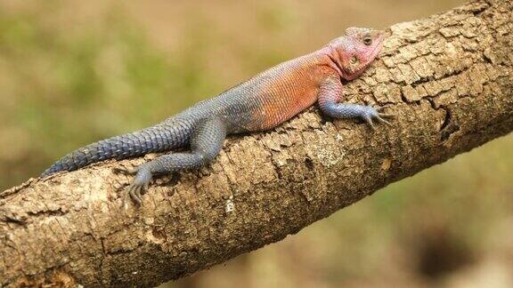一只雄性阿迦玛蜥蜴站在野外的一根原木上晒太阳