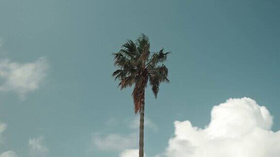 只有棕榈树和云彩在蓝天上运动