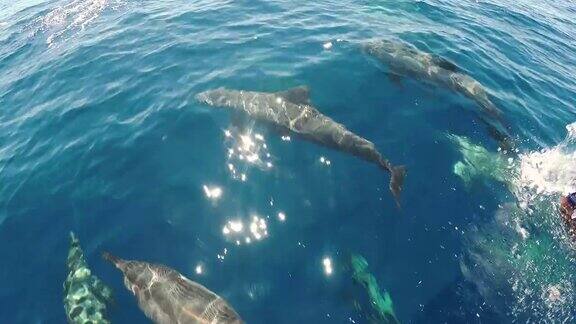 一群海豚一起在海中游泳互相玩耍