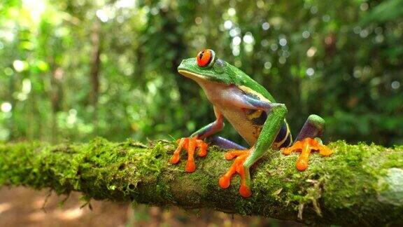 红眼树蛙的自然栖息地在加勒比雨林