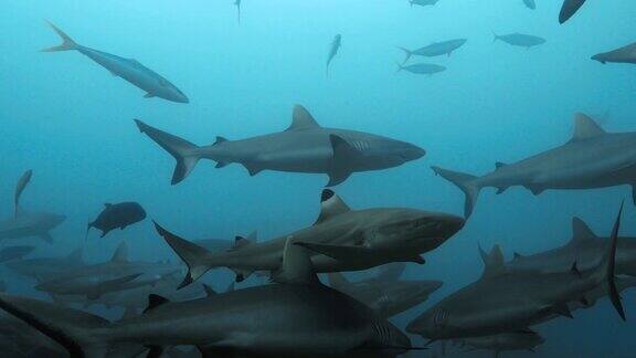 水下灰鲨在法属波利尼西亚附近的太平洋有鲨鱼在海里游泳的海洋生物潜水在清澈的水-近距离4K