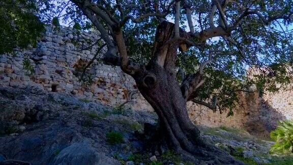 西班牙中世纪城堡内的一棵大古树
