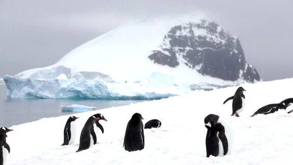 巴布亚企鹅在丹科岛山脉冰川上梳毛南极洲杰拉契海峡