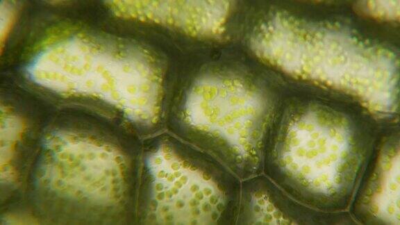 显微镜下的叶绿体细胞分裂细胞结构细胞分裂在显微镜下显示植物细胞的叶片表面病毒感染显微镜下的绿色植物细胞转基因生物DNA