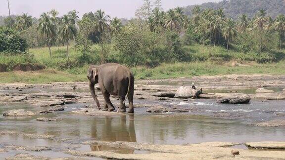 斯里兰卡一头大象在阳光明媚的河流中涉水