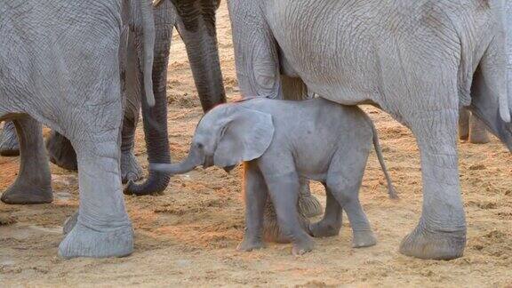小象在母象的身体下面像在跳舞