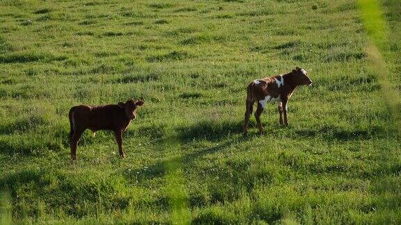 牛吃青草
