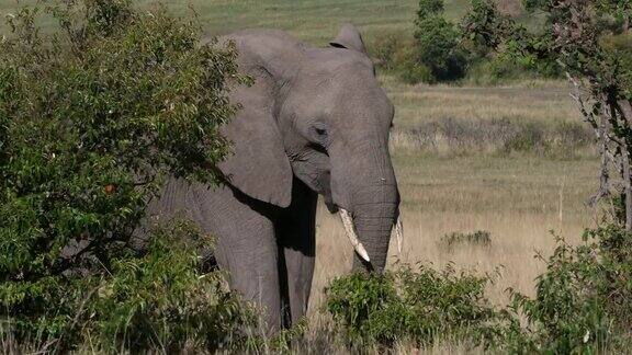 非洲象loxodontaafricana成年行走在草原马赛马拉公园在肯尼亚实时4K