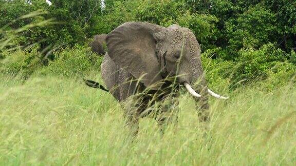 折断的象牙非洲象