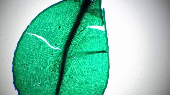 由绿色细胞组成的镰刀菌叶在明亮的视野下拍摄40倍显微镜下