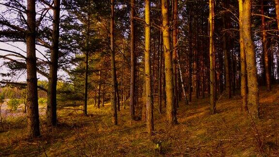 黎明时的松林