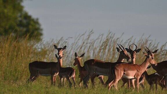日落时分一群健康的黑斑羚在野外吃草从右到左拍摄