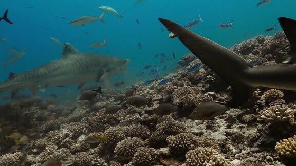 太平洋里的虎鲨和柠檬鲨水下生活与鲨鱼游泳附近的鱼和珊瑚礁在清澈的水中潜水