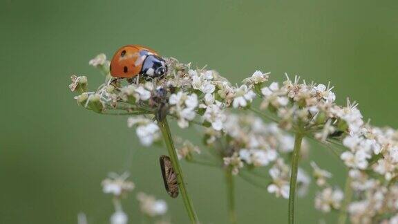 爱沙尼亚的瓢虫和昆虫在植物上爬行