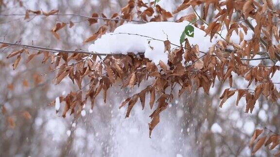 缓慢的年检雪花飘落到五彩缤纷的秋叶上