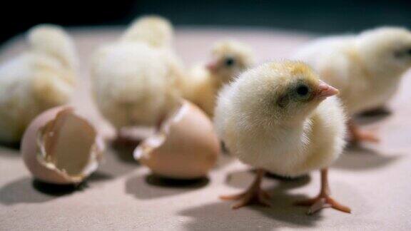 一种特殊的家禽的新生小鸡近距离观察