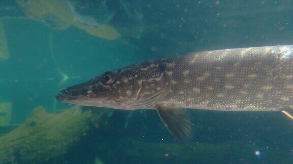 一只大梭子鱼被冻结在原地的特写水下摄影肉食性鱼类