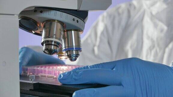 科学家在显微镜下安装一个医用板以研究假单胞菌和危险的细菌