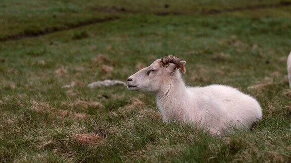 白色的羊躺在绿色的田野上农场里的动物在草地上吃草在草地上休息