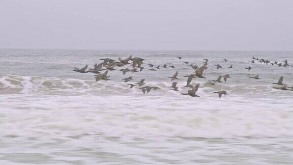 一群鸟飞过海浪纳米比亚非洲