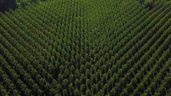 鸟瞰图一个杨树种植园圣克罗伊杜蒙特吉隆德法国