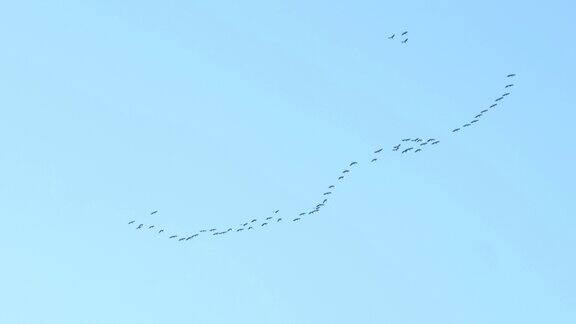 一群鹤像楔子一样在蓝天上飞翔候鸟鸟类学